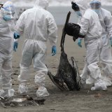La grippe aviaire A (H5N1) est apparue pour la première fois en 1996, mais, depuis 2020, le nombre des foyers chez les oiseaux a explosé et un nombre croissant d'espèces de mammifères ont été touchées (archives). KEYSTONE/EPA EFE/PAOLO AGUILAR